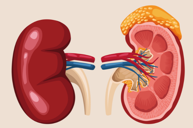 Ayurvedic Remedies for Renal Calculi Treatment